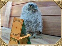 How to Build a House of Cards